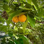 The Chestnut Garden - Сasa de vacaciones