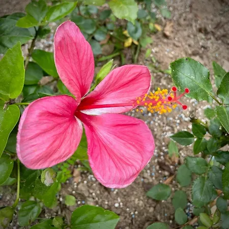 Дом отдыха The Chestnut Garden -