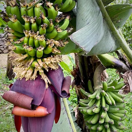 The Chestnut Garden - *