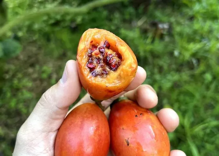 The Chestnut Garden - * Fenais da Luz